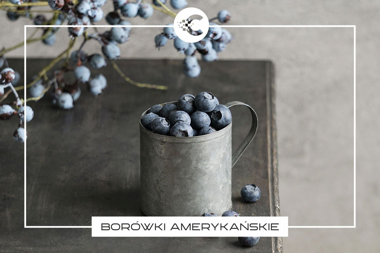 Odmiany borówek amerykańskich.