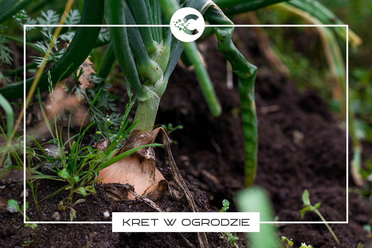 Jak skutecznie pozbyć się kreta z ogrodu?