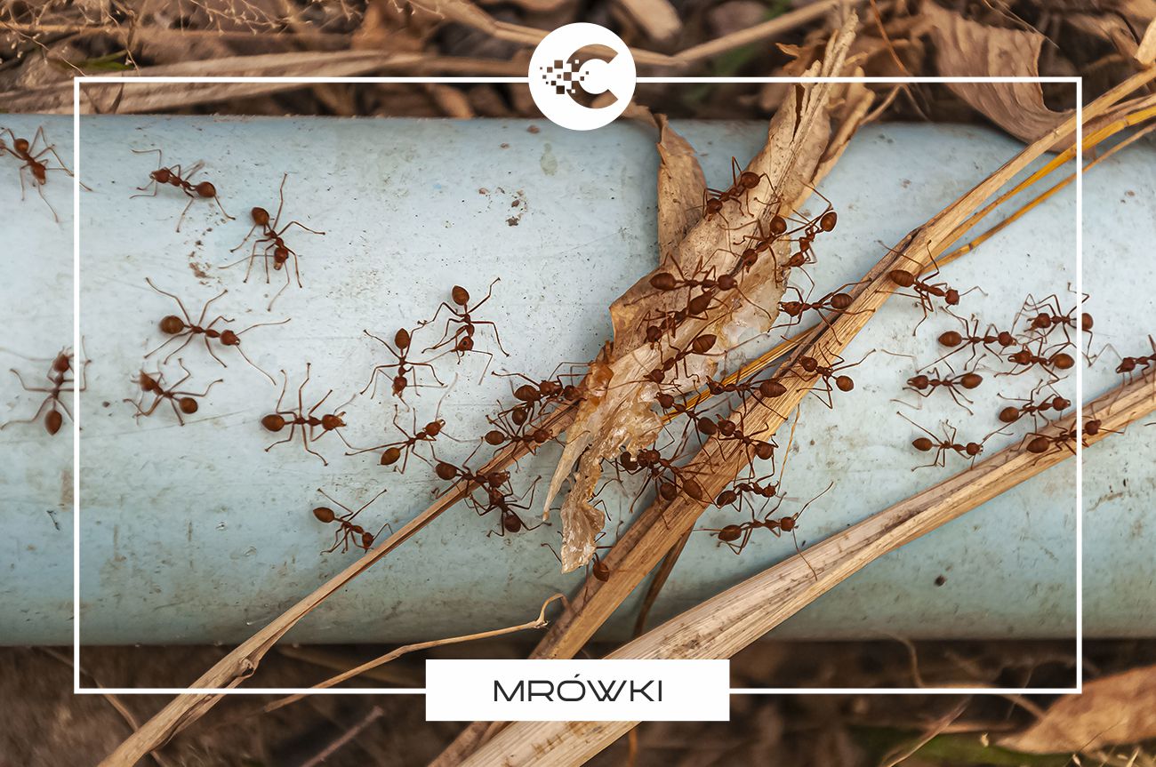 Jak pozbyć się mrówek z ogrodu?