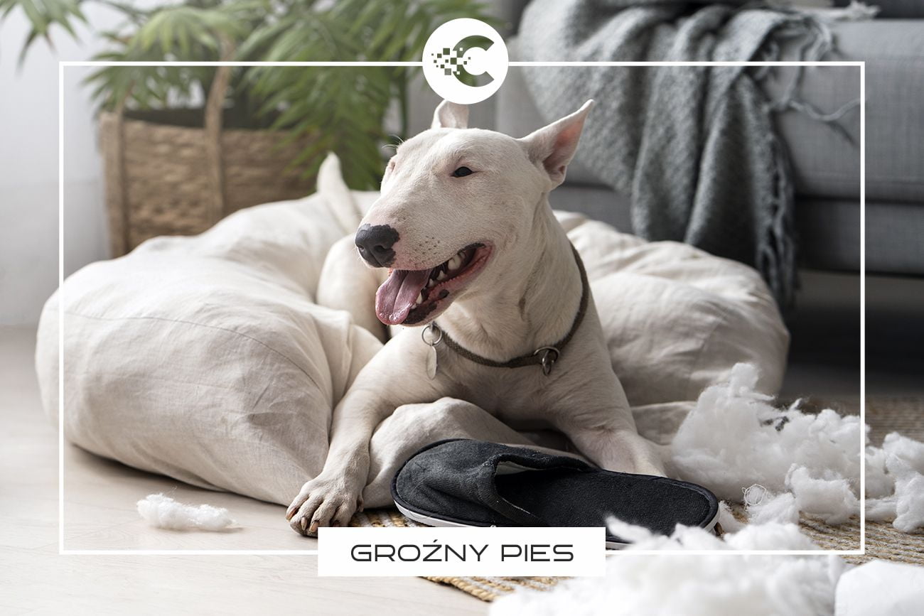 Co zrobić, gdy zaatakuje nas agresywny pies?