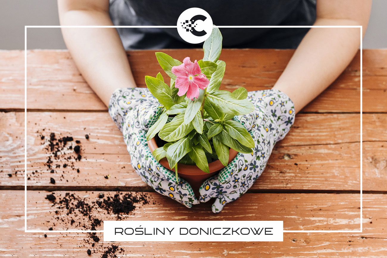 Jak dbać o rośliny doniczkowe?