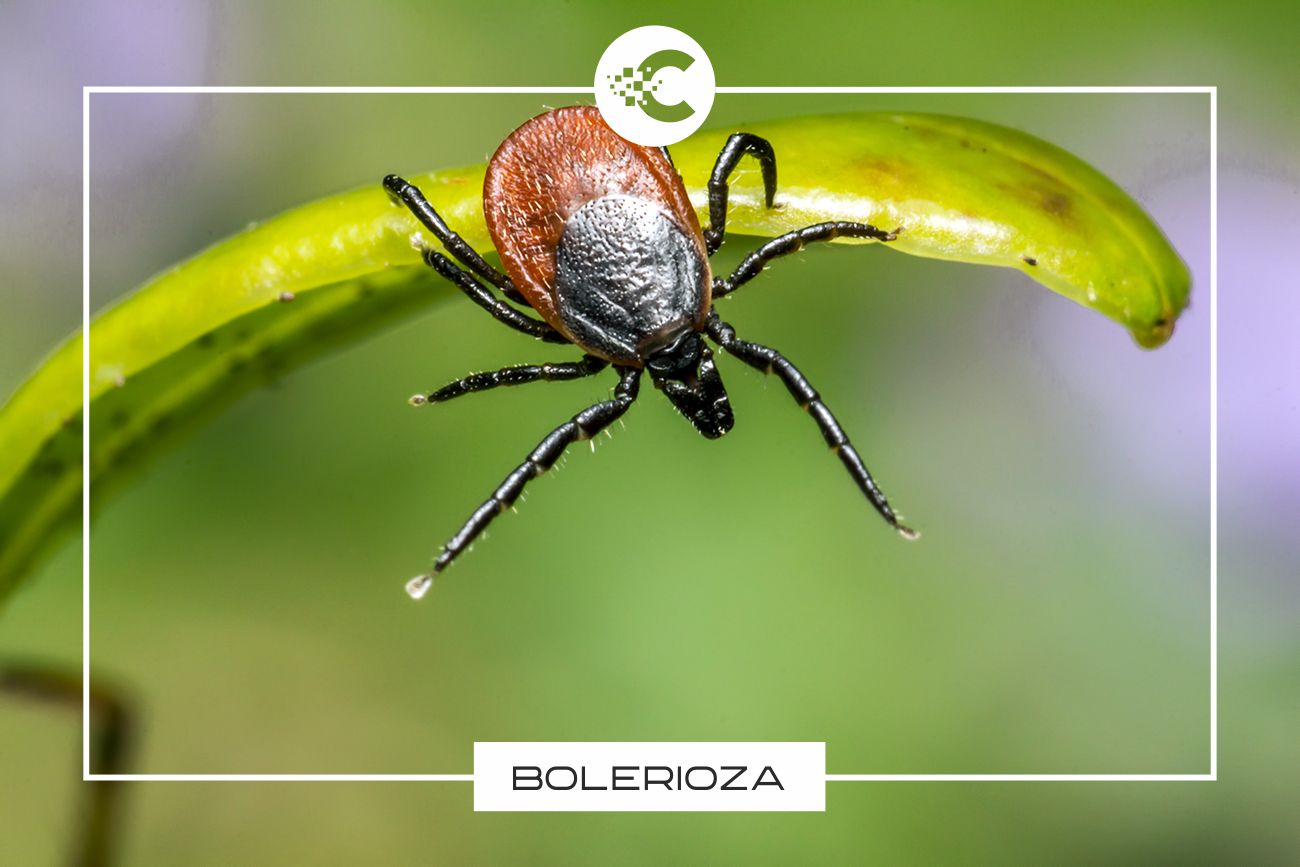 Borelioza – co to jest, skąd się bierze i jak ją leczyć?