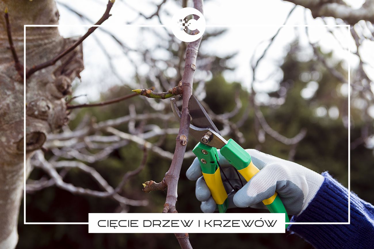 Jak prawidłowo przycinać drzewa i krzewy?