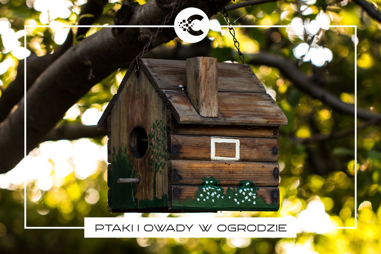 Jak przyciągnąć ptaki i owady do ogrodu?