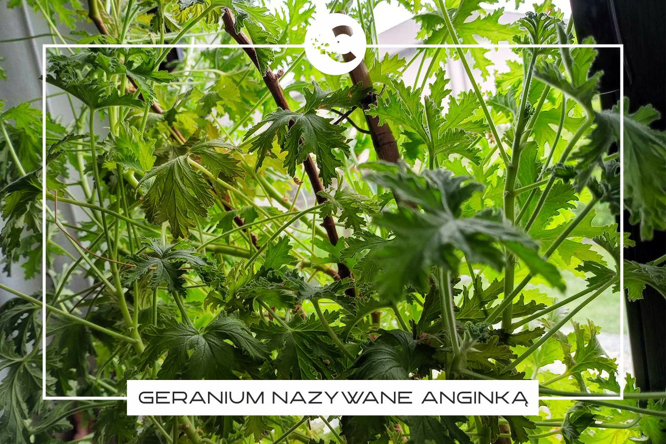 Geranium – właściwości, zastosowania i pielęgnacja.