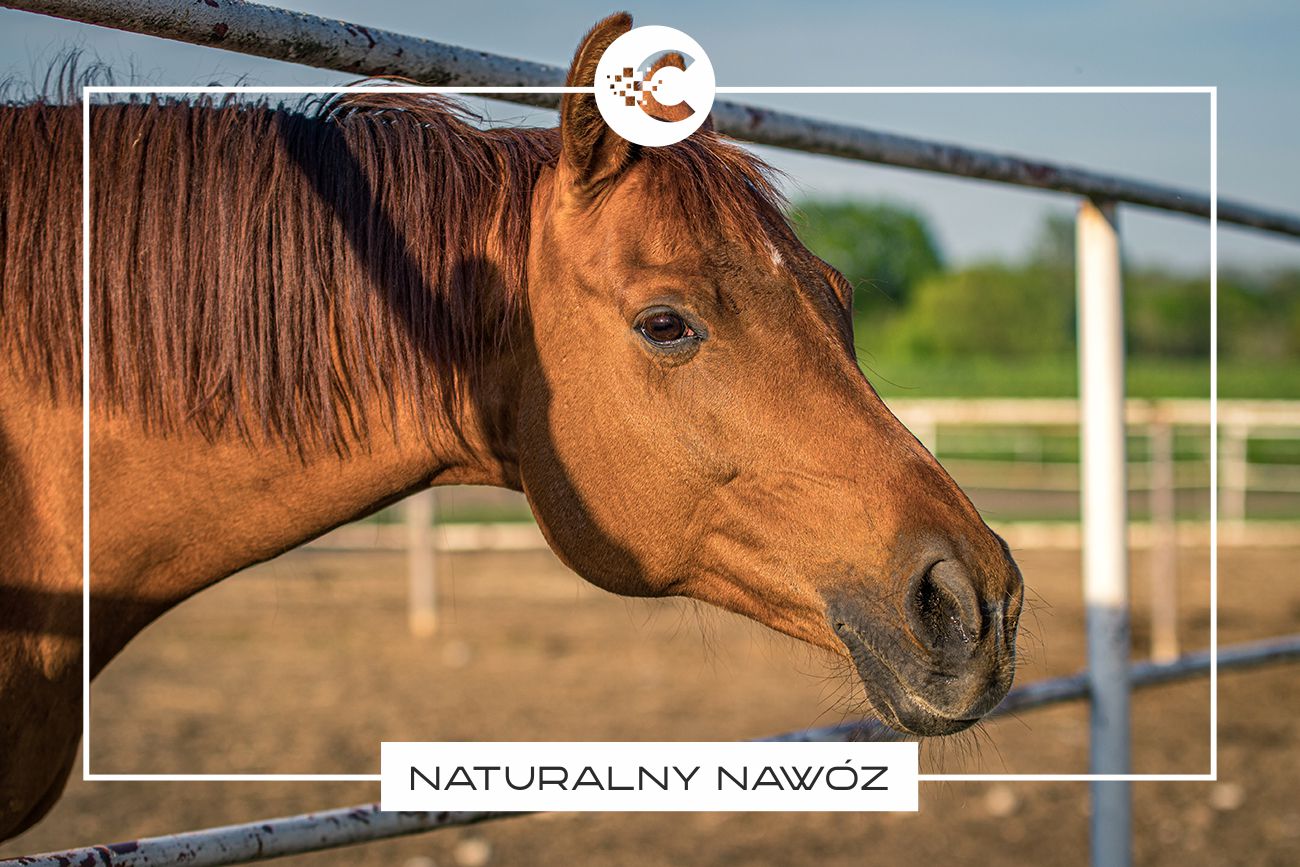 Naturalne nawozy do ogrodu i kwiatów domowych.