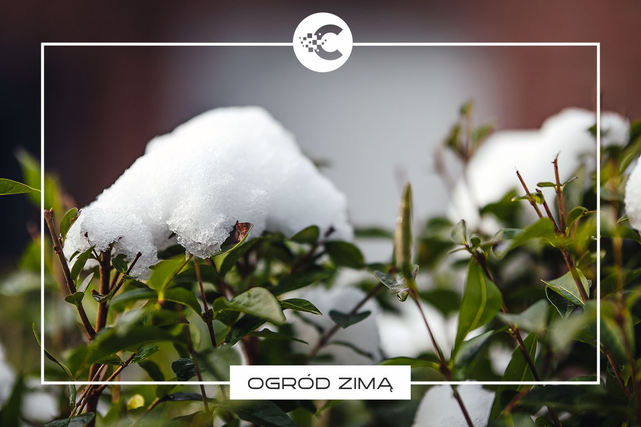 Jak przygotować ogród na zimę?