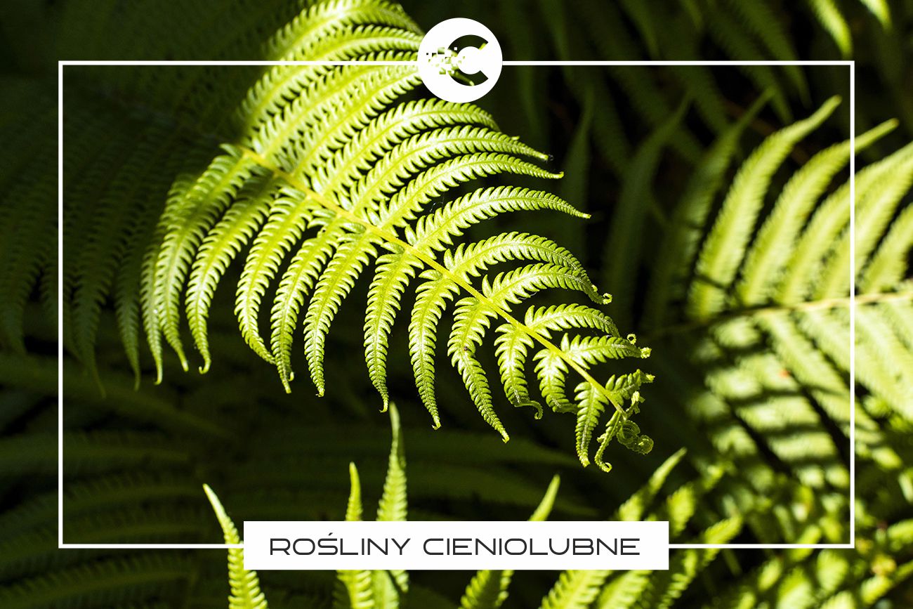 Rośliny do sadzenia w cieniu – najlepsze gatunki do polskiego klimatu.