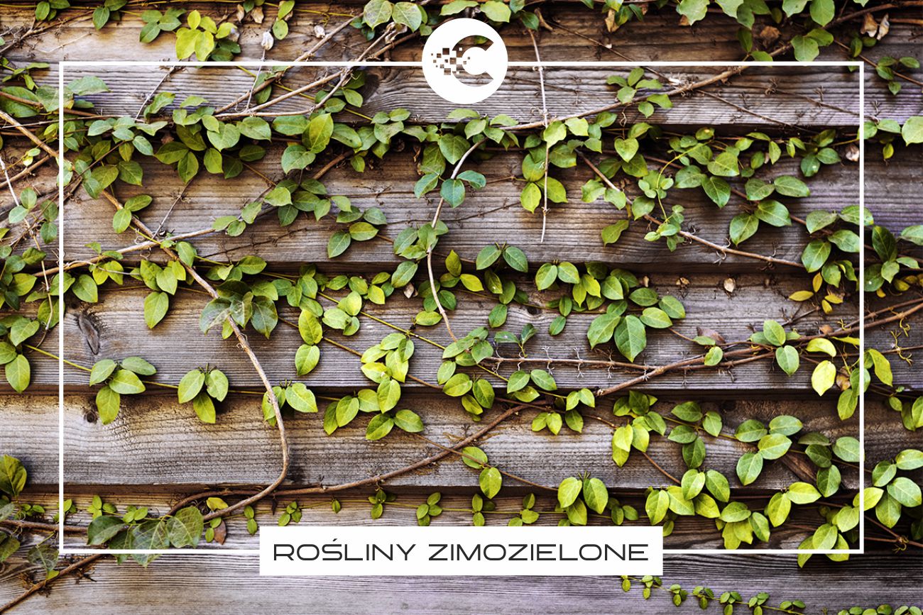 Rośliny zimozielone: Odkryj mało znane i popularne odmiany do Twojego ogrodu.