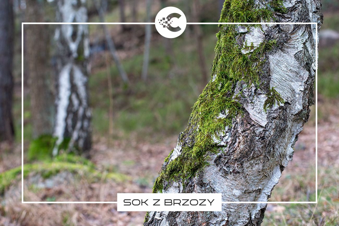 Sok z brzozy: Naturalny eliksir zdrowia.