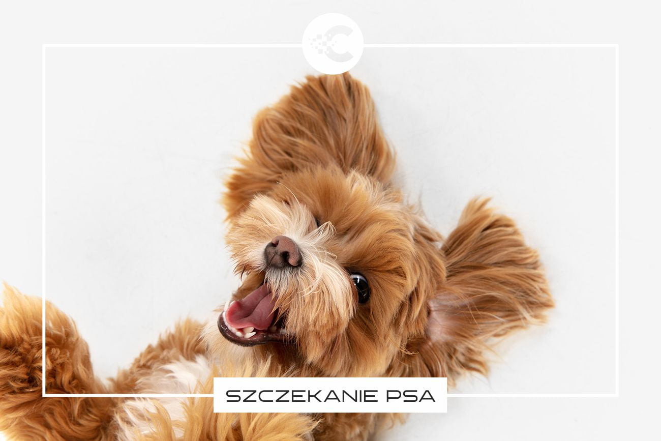 Jak oduczyć psa szczekania?