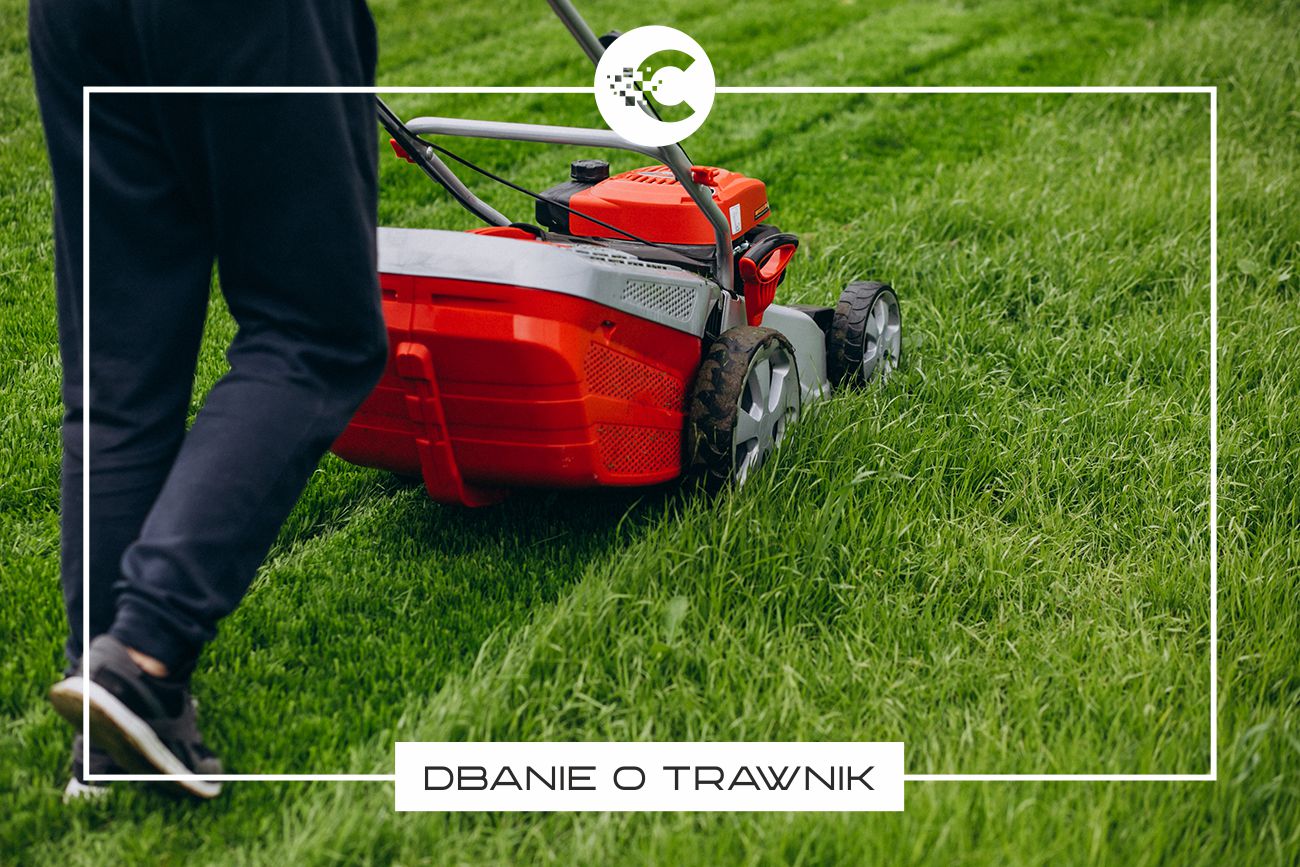 Jak dbać o trawnik?
