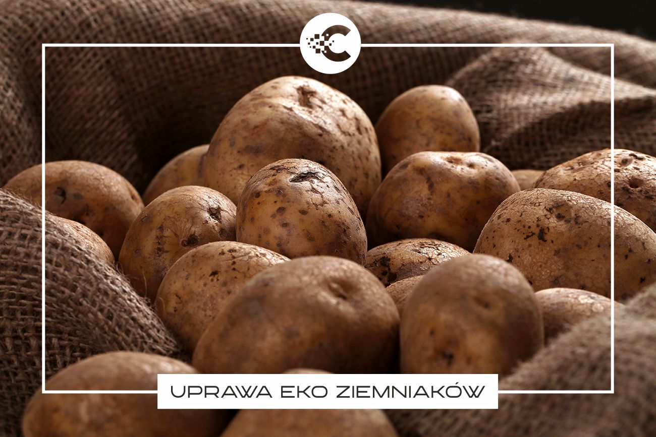 Jak uprawiać ziemniaki w worku? Ekologiczne rozwiązanie dla każdego.