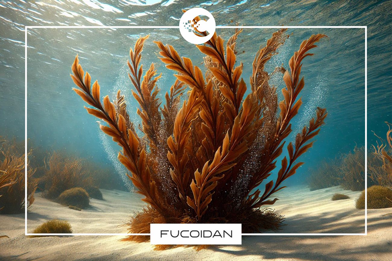 Czym jest fucoidan?