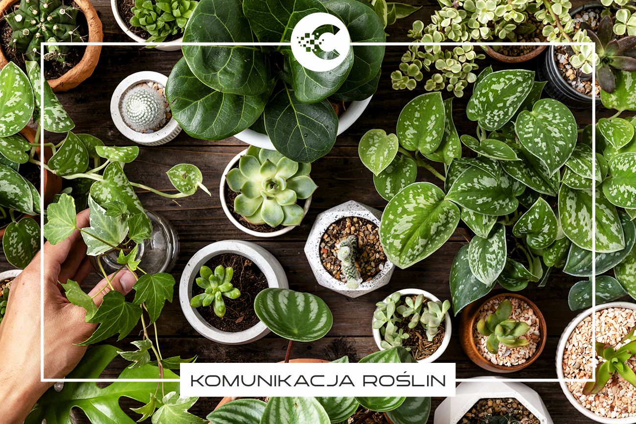 Czy rośliny czują ból?