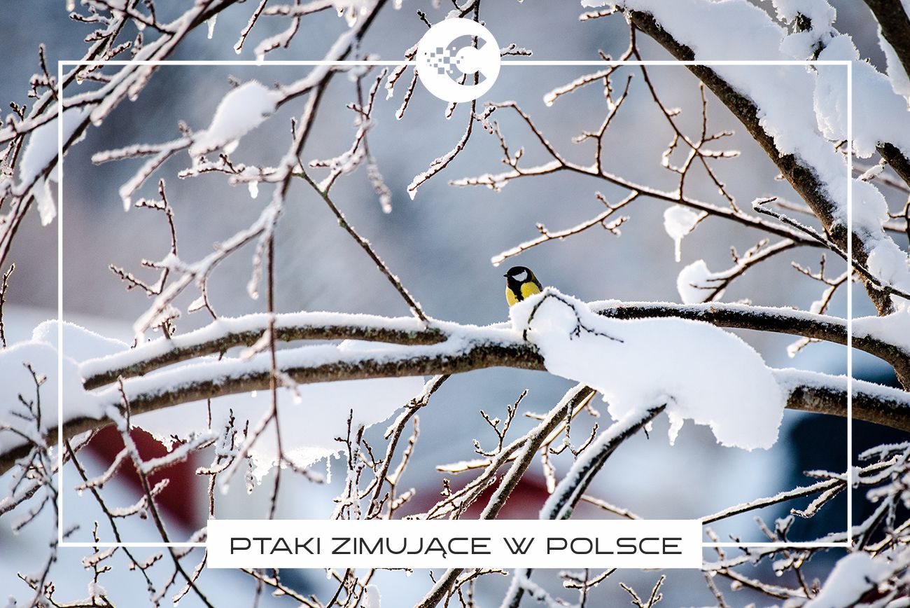 Ptaki zimujące w Polsce – które zostają, a które przylatują?