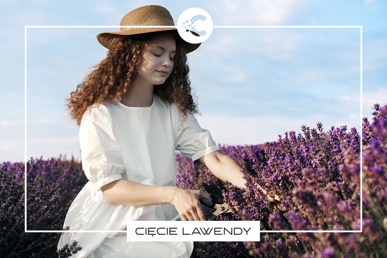 Wiosenne i jesienne cięcie lawendy