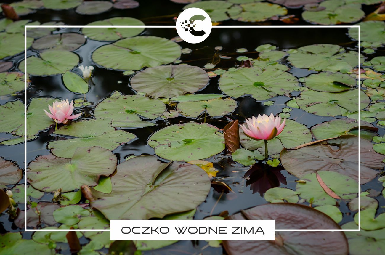 Zabezpieczenie oczka wodnego przed zamarzaniem.