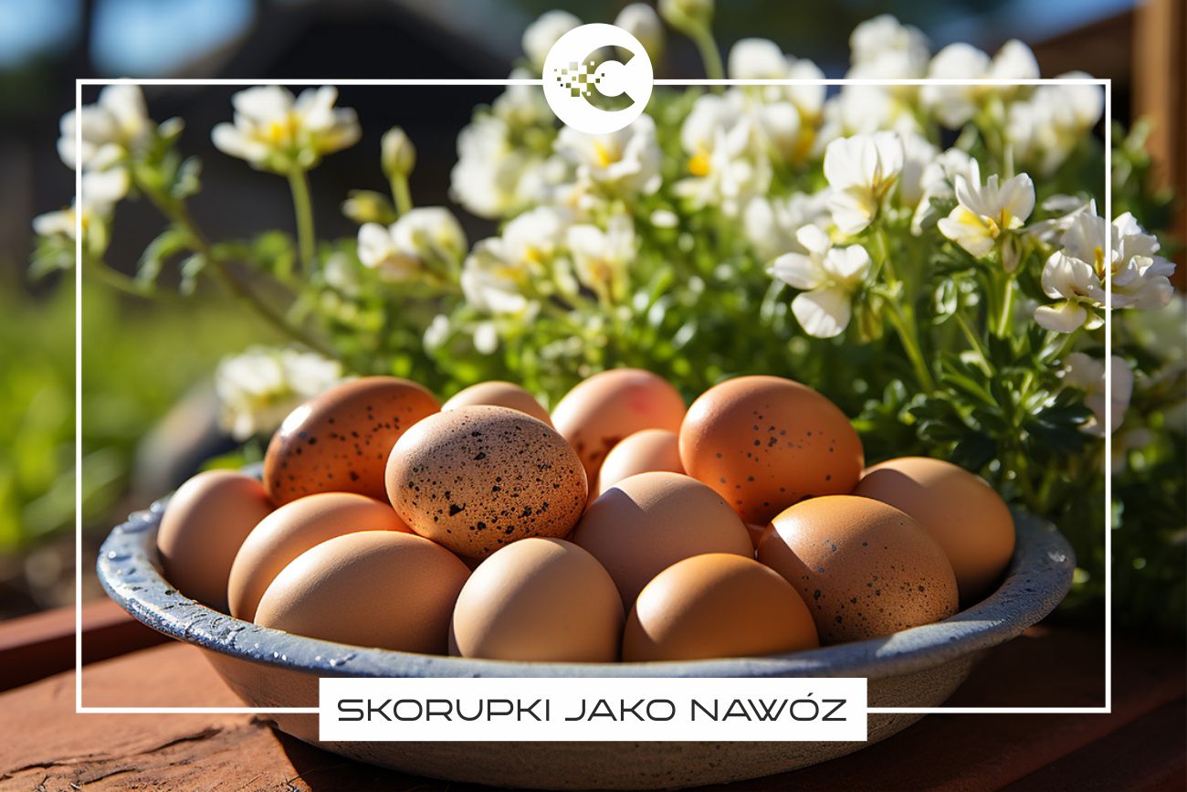 Nawóz ze skorupek jaj – do jakich kwiatów skorupki jajek się sprawdzą?